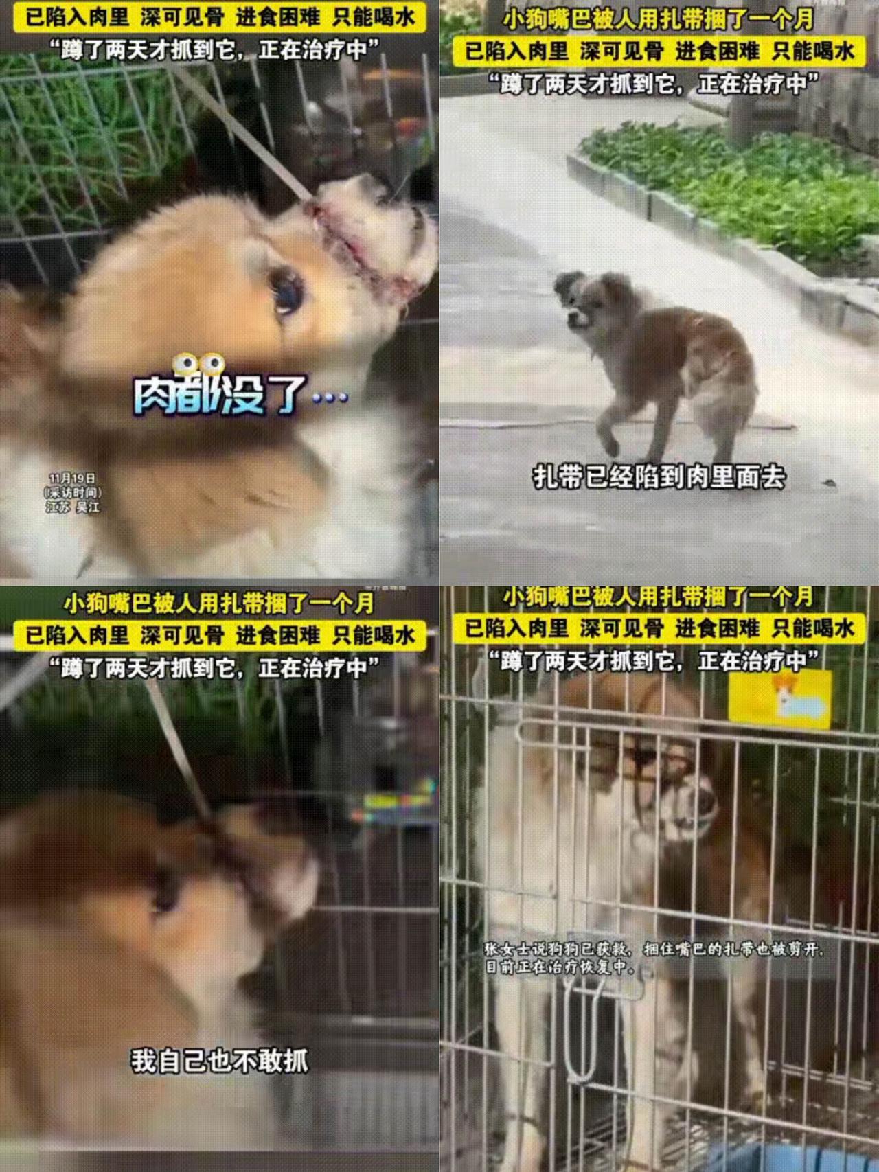 江苏一名女子发视频称，最近有一只小狗经常跑到自己家门口，自己定睛一看，发