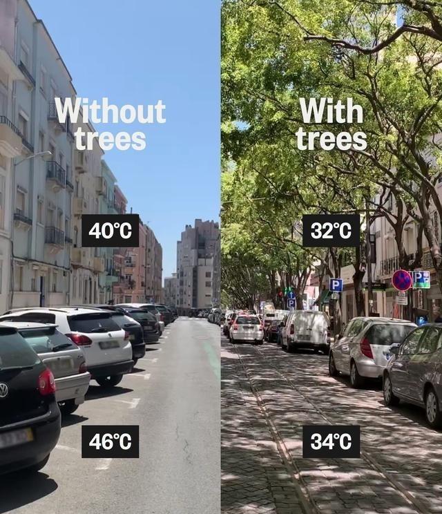 欧洲人既然注重环保，怎么不像中国一样种树？这可是最天然的降温方式。如果把这个问