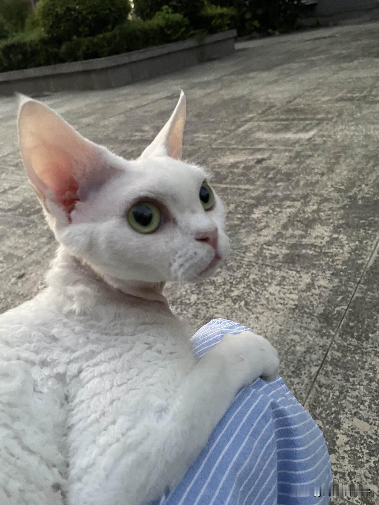 出门遛弯的小猫咪，安静地趴在我腿上，看看乖不乖！说是出门遛弯，也就是抱着走一走
