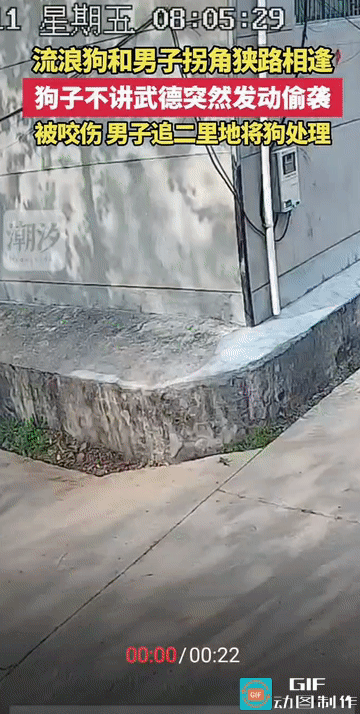 “有仇当场就报了!”山东，一名男子与一只流浪狗，在街头一拐角处不期而遇，流浪狗不
