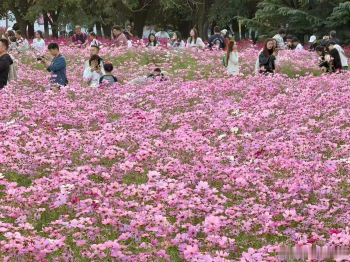 北京奥林匹克森林公园北园的花田野趣景区，格桑花已经进入盛花期。连片的粉紫花海顺着