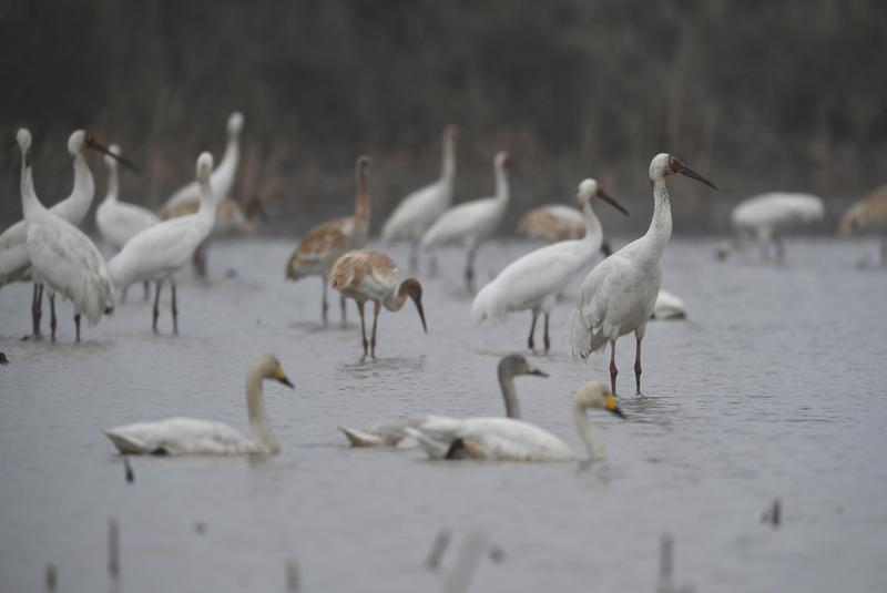 鄱阳湖出事了，志愿者摸黑巡护，竟在禁猎核心区捡到剧毒农药呋喃丹，周边还有七八只翻