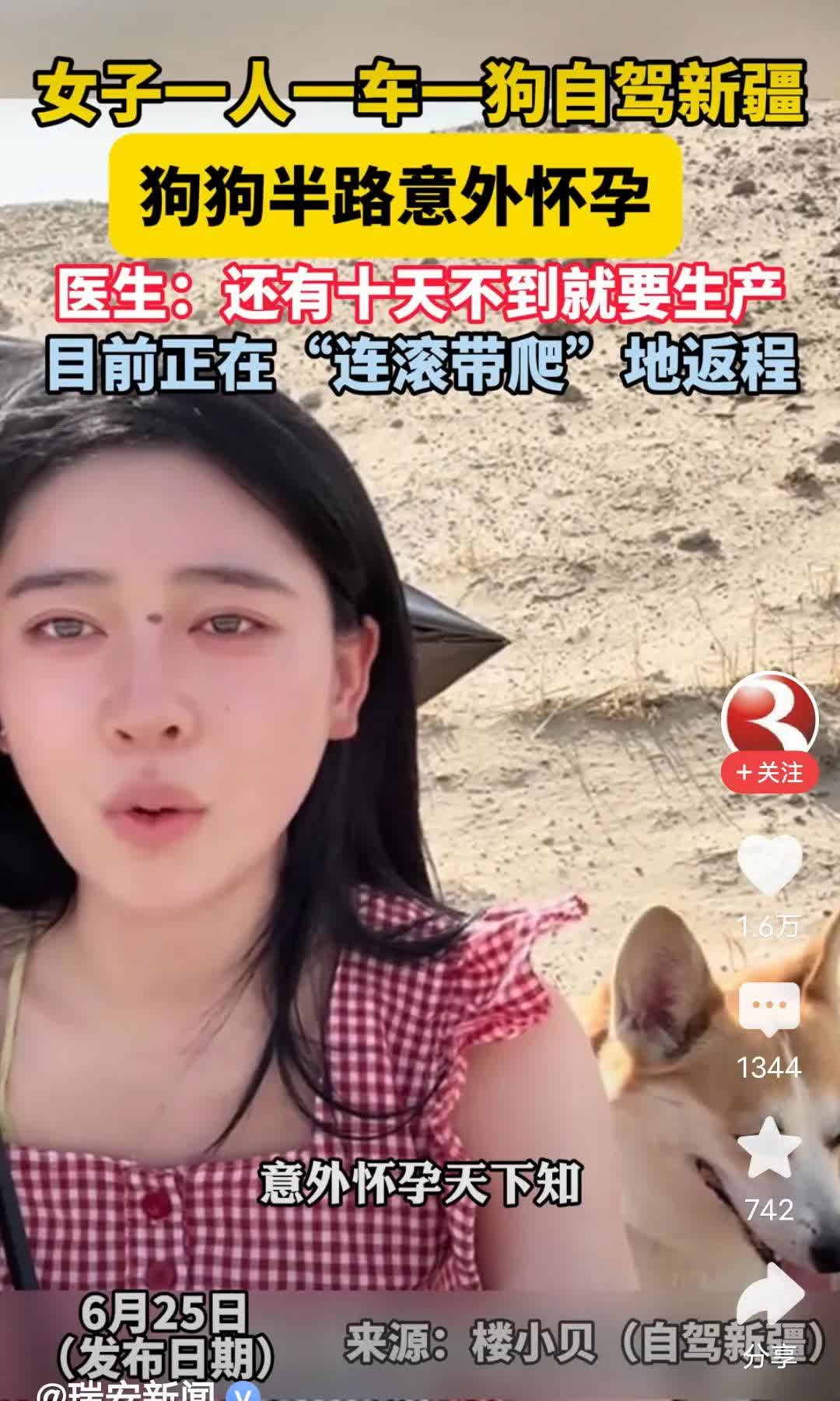 一女子一人一车一狗自驾新疆途中狗狗意外怀孕即将生产竟然还不知道孩