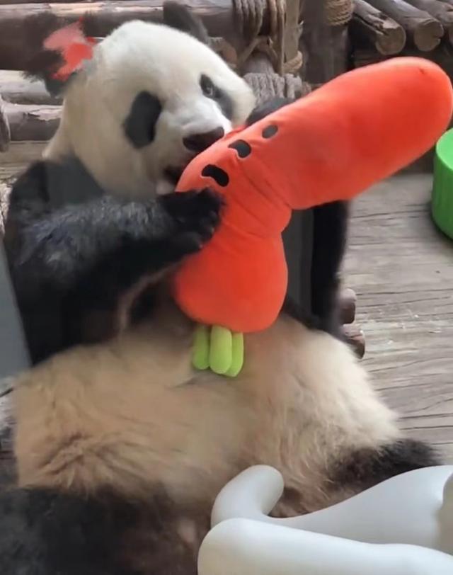 济南动物园回应大熊猫吃毛绒玩具的填充物:<em>消化系统</em>强大,少量棉花不会有什么影响