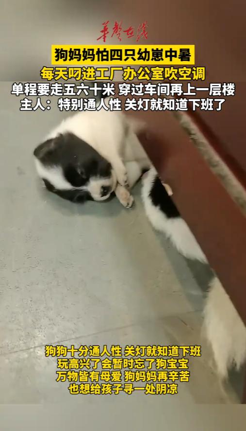 “太有灵性了！”广东广州，一家工厂里面，狗妈妈生了四个崽子。由于天太热，露天场地