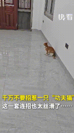 狸花猫气势汹汹上前，本以为要大展身手，还没来得及出招，就被橘猫一套连招直接拿捏。