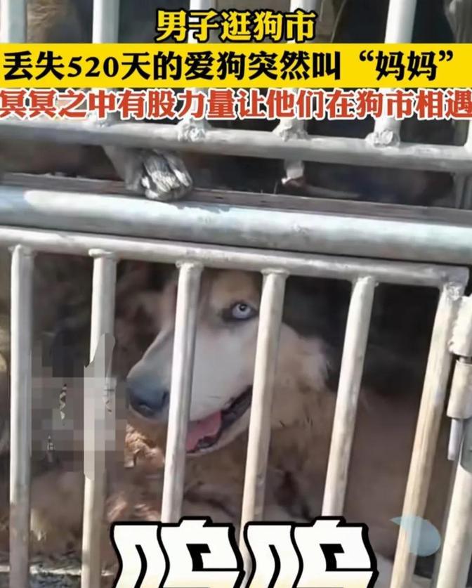 “不可思议！”河南一男子逛狗市，居然在某商贩的铁笼子里，看到了丢失了520天的阿