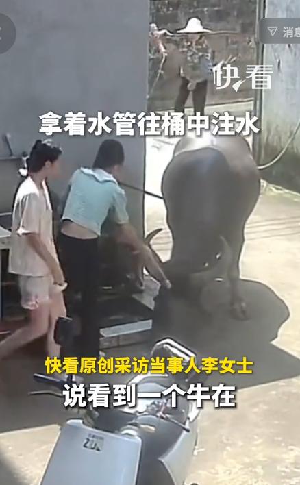 “上新华社了！”8月2日新华社报道，广西贵港，一只大水牛闯进了一家院子，正在外边