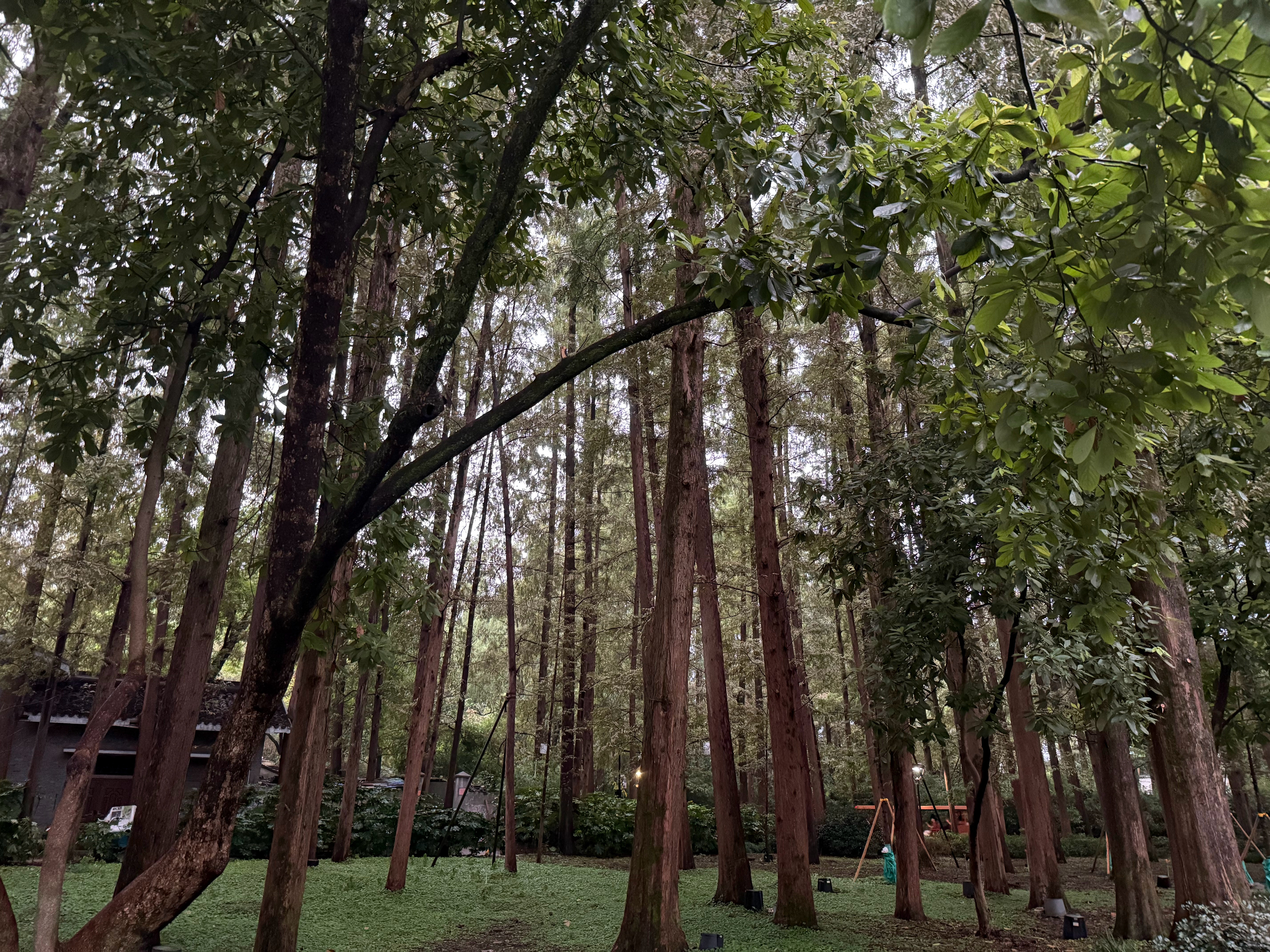 偶然翻到上一次去杭州的照片。虽然没有去到灵隐寺，有些许可惜，但是西湖和杭州的夜景
