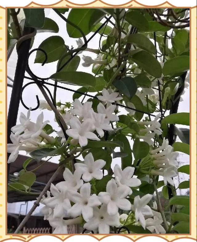 ‎种植马茉莉”学名马达加斯加茉莉（多花黑鳗藤），并非传统茉莉花，而是萝藦科常绿