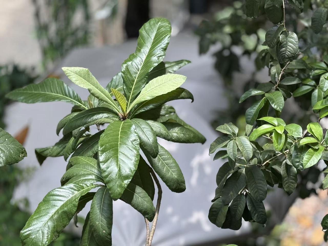超市里几十元的茶，为什么不要买？很多人喝茶图方便，习惯在超市买几十元的散装、袋