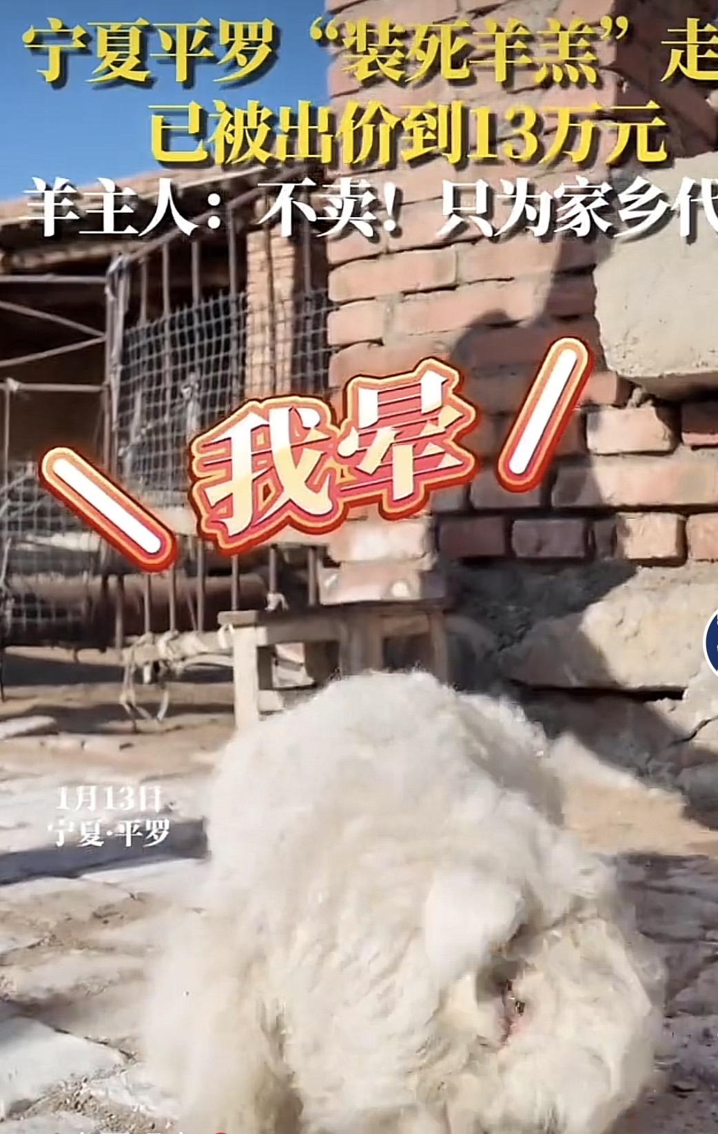 [点赞]1月13日，宁夏，男子把家里养的小羊拉到集市去卖，其他小羊都被顺利买走