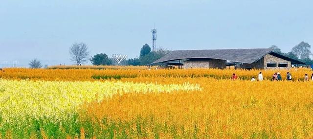 成都的莫奈花园替你们去了, 这周最美! 保姆级攻略拿走不谢~