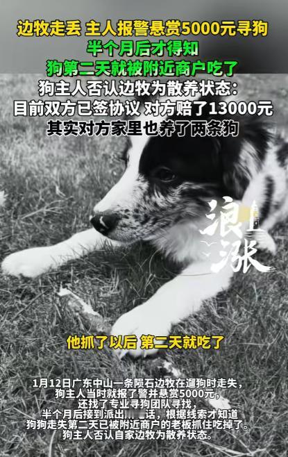 太坏了！广东中山，一狗主人养的一只陨石边牧走失，主人因此悬赏5000元寻找。不料