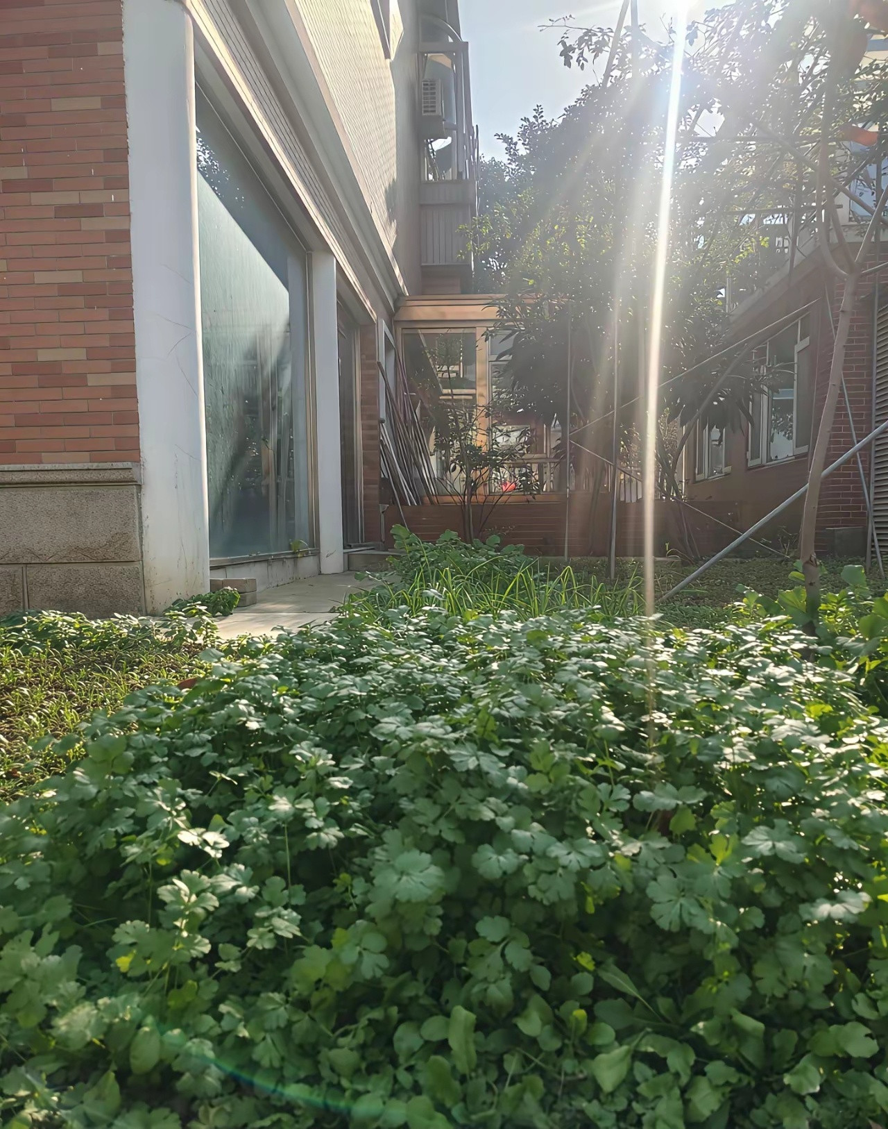 杨幂把自家大院子留给爸爸种菜养花，温柔又接地气，真的是娱乐圈里的一股清流。