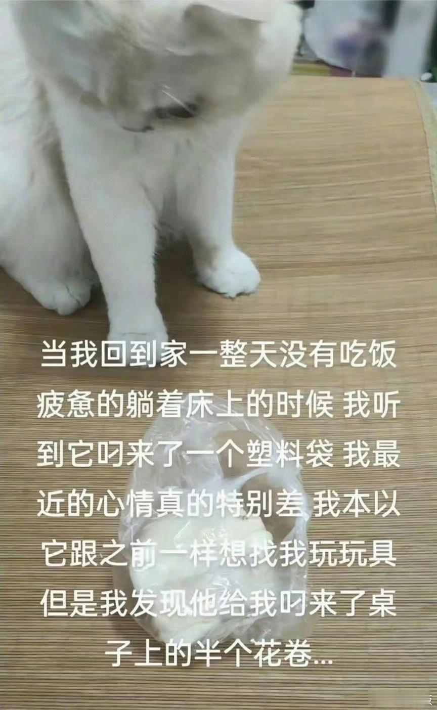 “世界破破烂烂小猫缝缝补补”