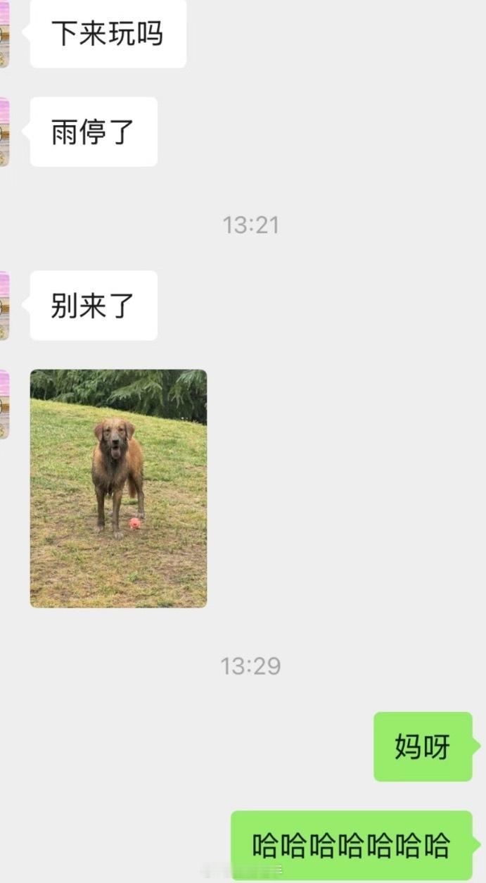 遛狗搭子紧急撤回了一条邀请[捂脸哭]生活碎碎念我的精神状态凉好​​​