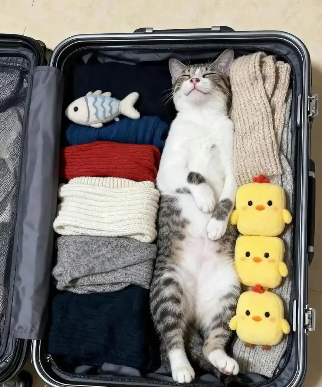 我蹲在地上把T恤卷成团往箱子里塞，余光扫到一团灰影嗖地滑进去。拉锁合到一半听见