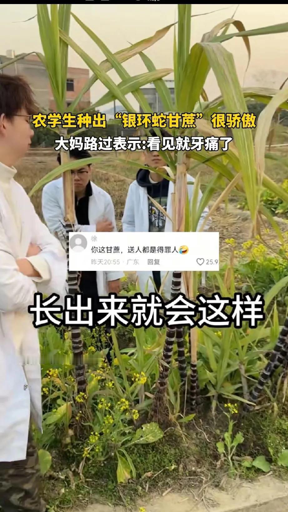 农学院的大学生种出了银环蛇甘蔗，特别骄傲，没料到路过的大妈直说节子太密，看着都牙