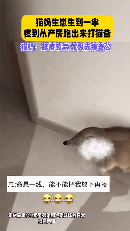笑死了！河南，女子家中的母猫生崽，女子在旁边紧张的不行，没成想，这边猫妈妈疼的喵