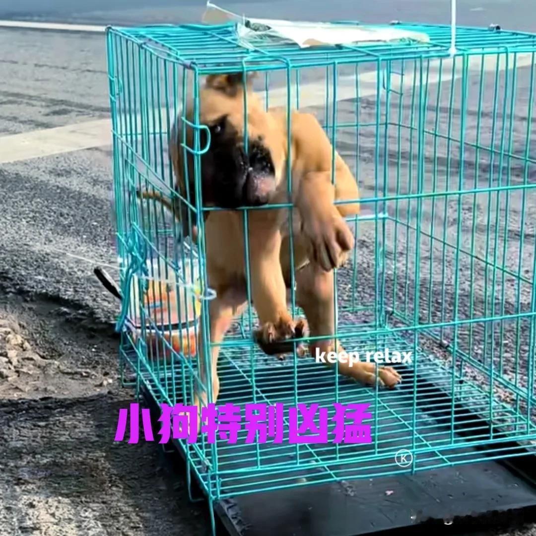今天镇上赶集，在路边看到一个卖小狗的大叔。大叔面前放着一个笼子，笼子里关着一只小