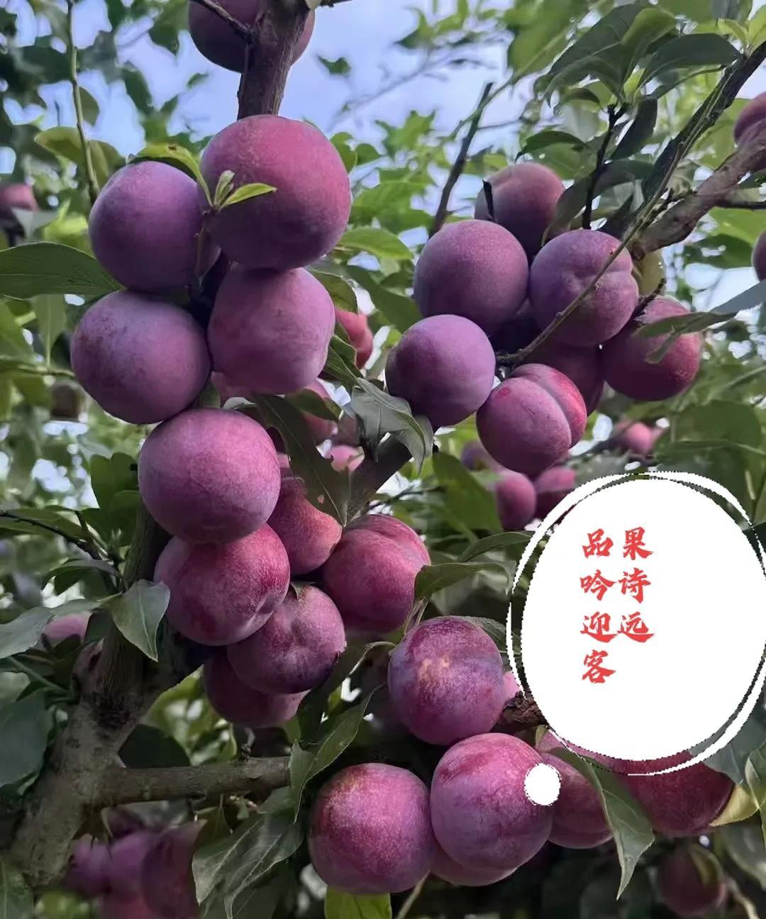 上联：品果吟诗迎远客