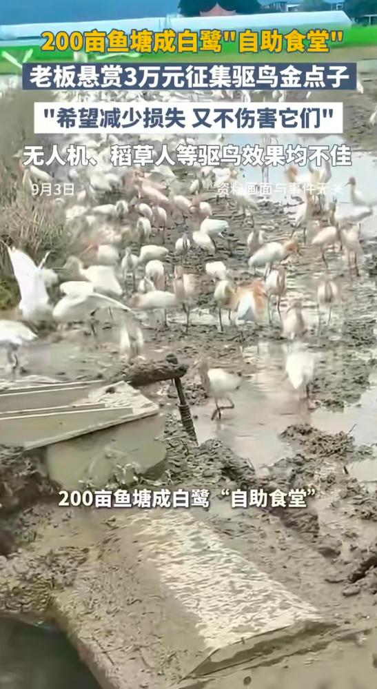 赚钱的机会来了！浙江湖州，200多亩鱼塘被白鹭吃垮。说真的我家远房亲戚前两年