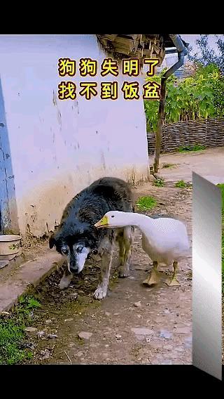 跨越种族的爱，狗狗失明看不到饭盆，大白鹅悉心引导，把狗狗引到饭盆前，狗狗不知所以