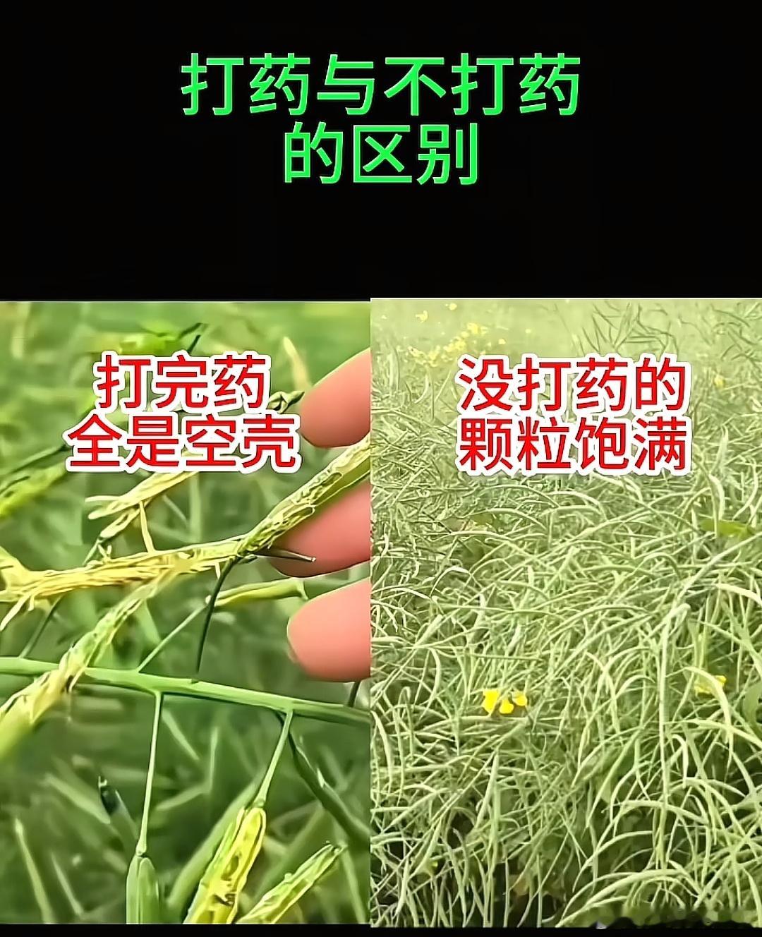 一场因渗透各地了没有硝烟的战斗之前油菜花打药，亘古未闻的新闻，现在变异没有果实，
