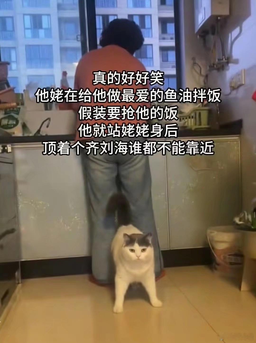 一猫当关