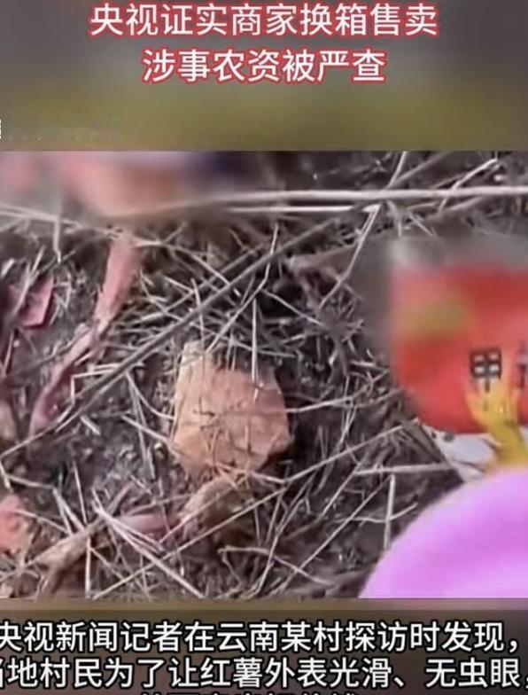 云南建水红薯毁于人性的贪婪，自此事件发生，许多人看到的不是心疼，而是都忍不住说一