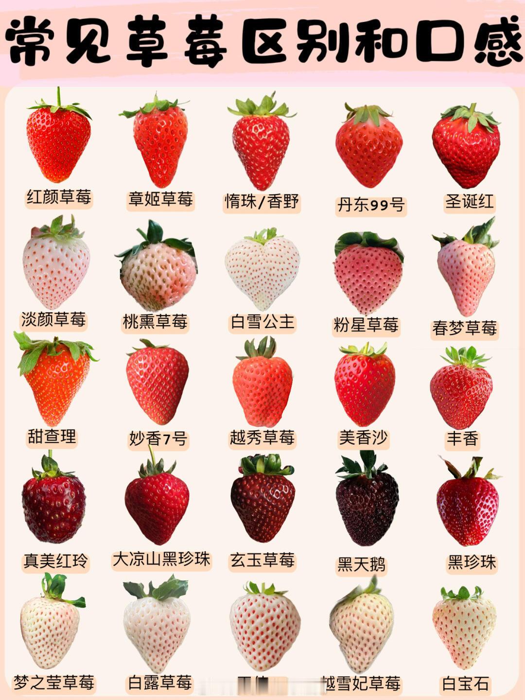 你知道草莓🍓有多少品种吗？？我嘞个豆，这么多！！你吃过哪几种？