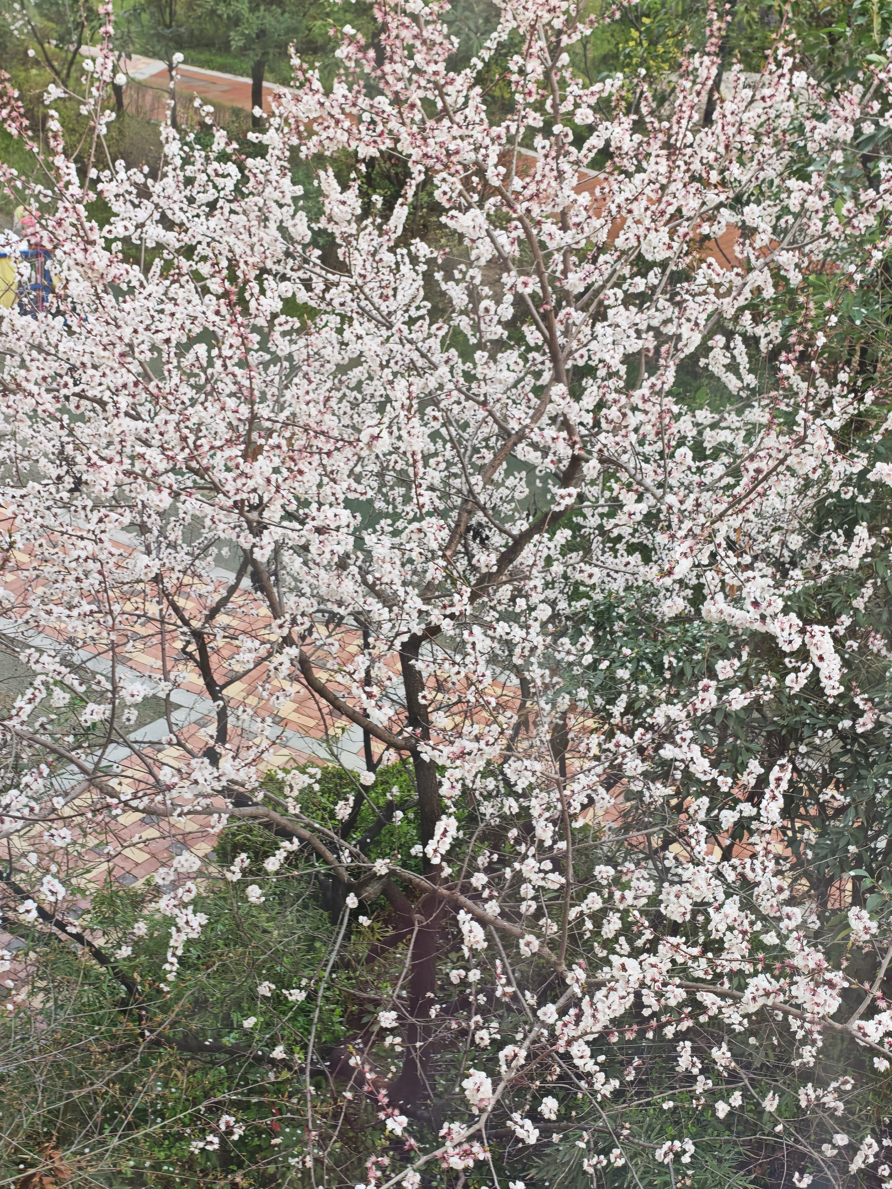 沾衣欲湿杏花雨，吹面不寒杨柳风。