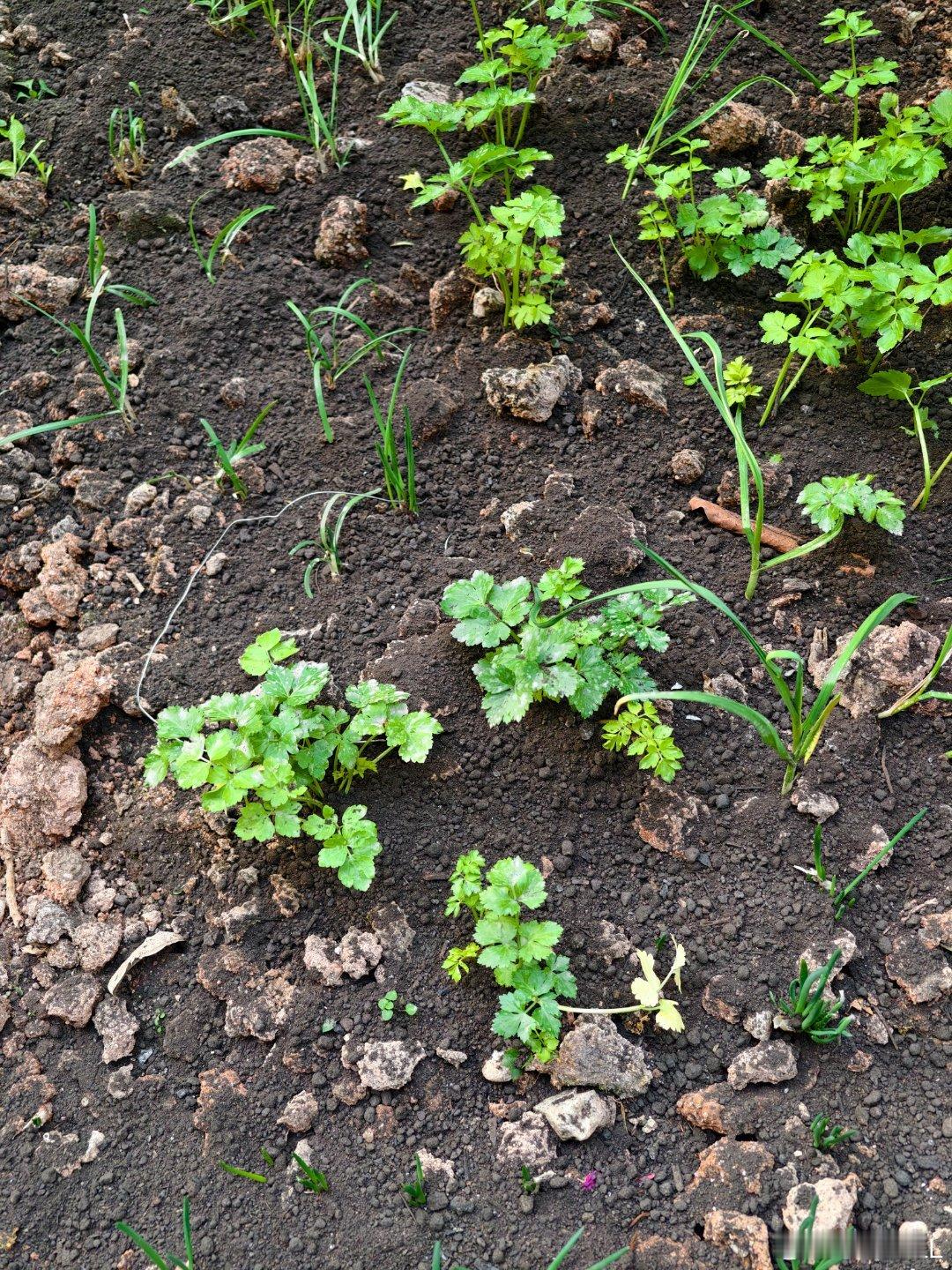 三农博主主打一个听劝！买了三大袋营养土和羊粪，过年前能吃上菜了吧？