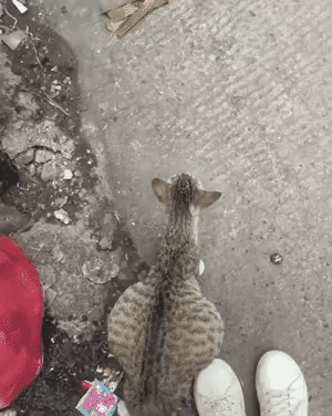 真是只报恩猫🐱一次生了十几只小猫咪