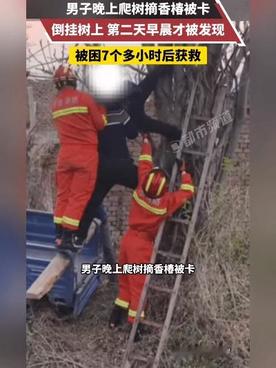 我的妈呀！北京顺义这位大哥太拼了！就为了一口新鲜香椿，硬生生把自己倒挂在3米高树