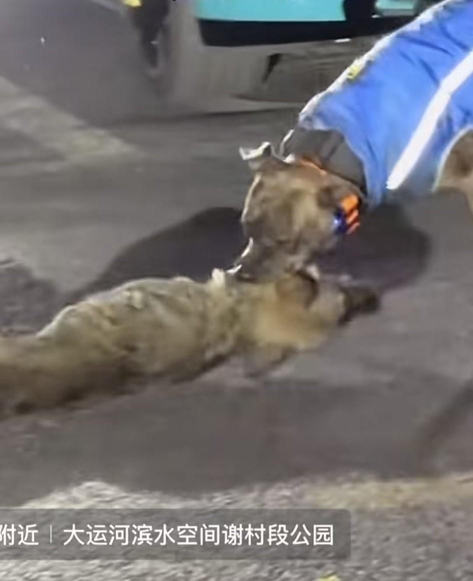 流浪狗无家无主本就可怜，又被没好好牵绳的有主狗咬毙街头。穿着衣服的狗看着是比特