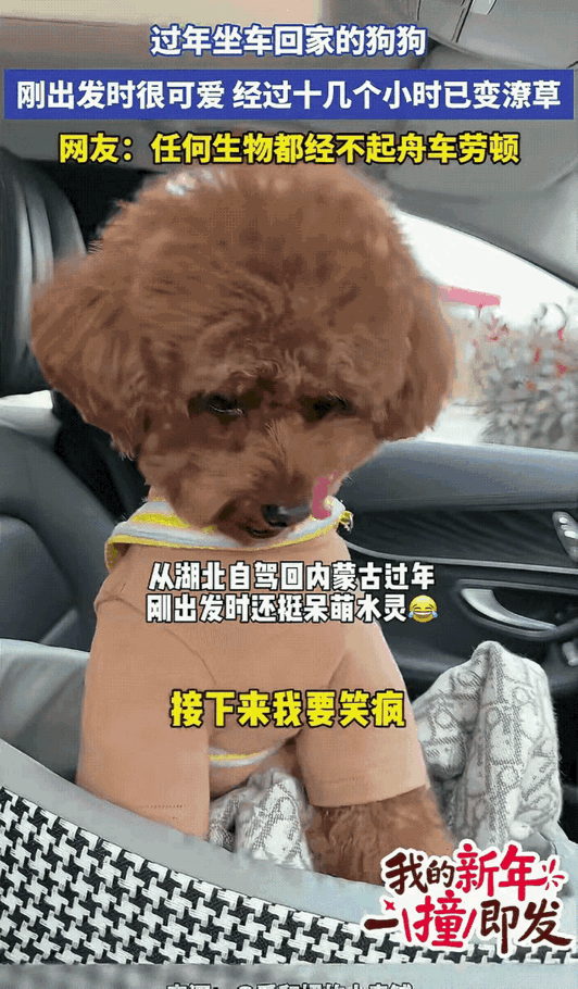 笑不活了！一位主人带泰迪从湖北自驾回内蒙古过年，把狗狗一路上的状态都拍了下来。