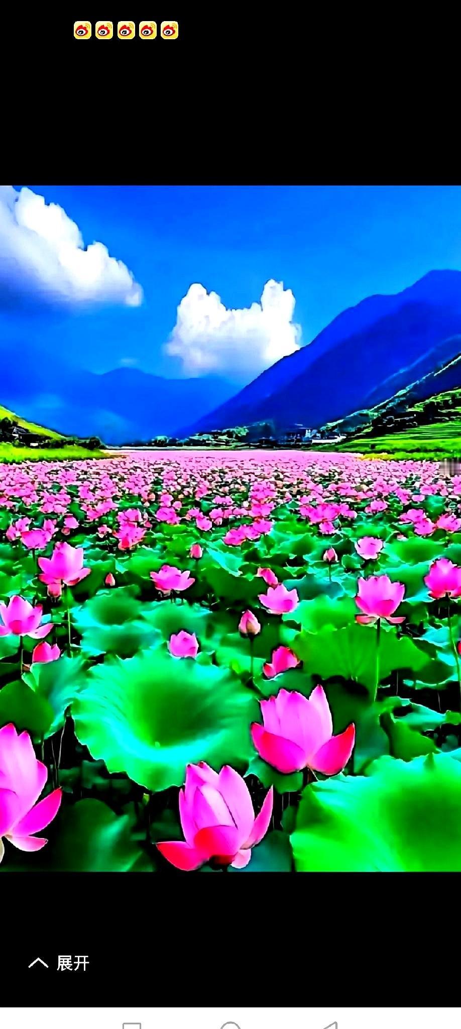 “别只顾着拍，它都快被摘秃了。”上周日，杭州西湖边，一位保安对着打卡人群喊。