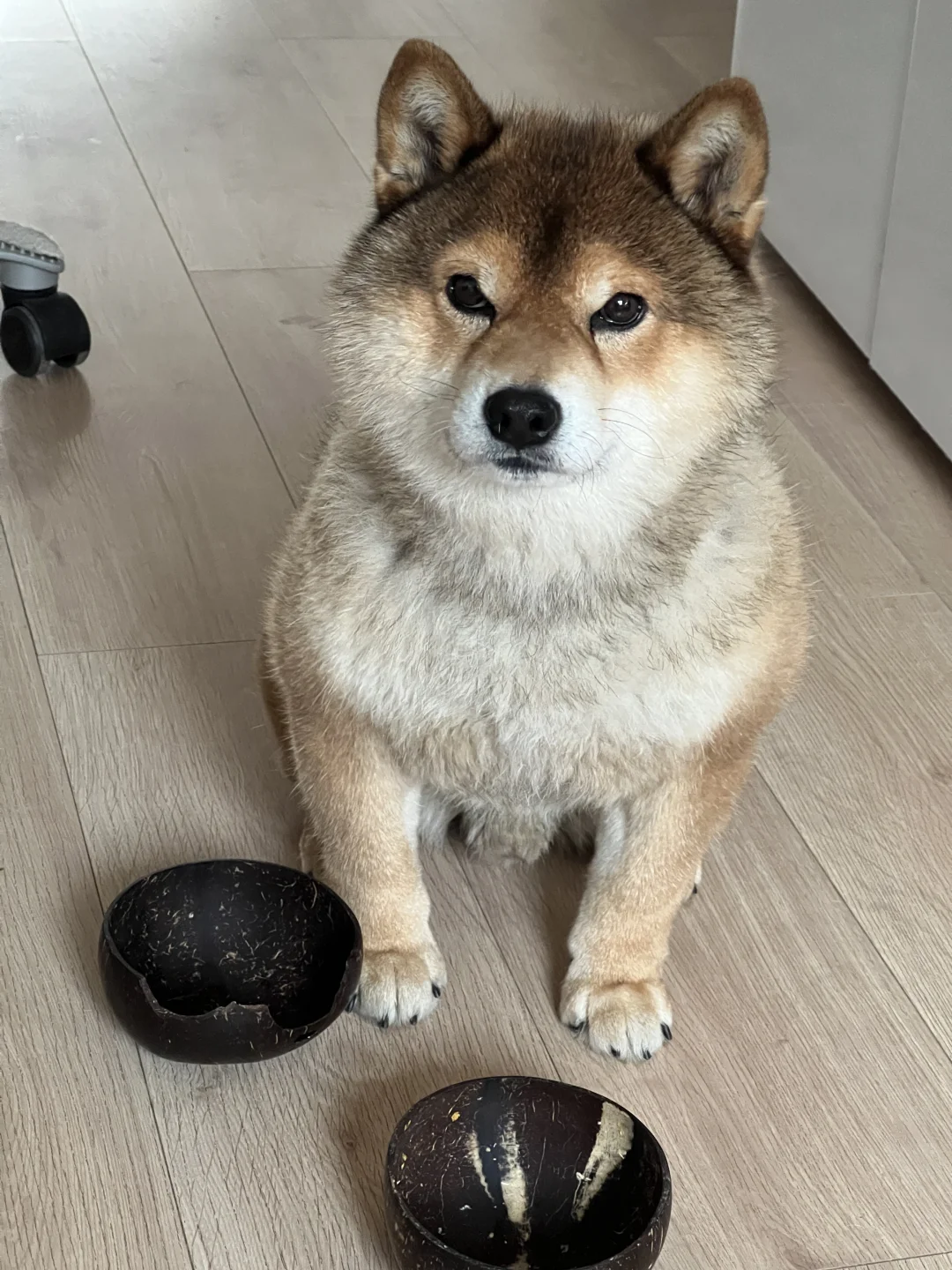 椭圆形男孩，一天吃八顿