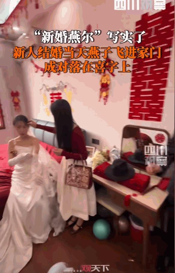 “太不可思议了！”5月5日西安，一对新人结婚，结婚当天，一对燕子飞进了2楼落在了