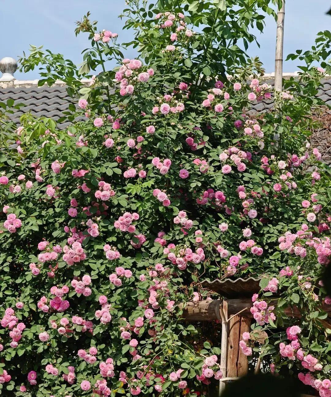 49岁怀双胞胎，全家吵到深夜产检单上“妊娠高血压”五个字刚落，老公就拍板：不要