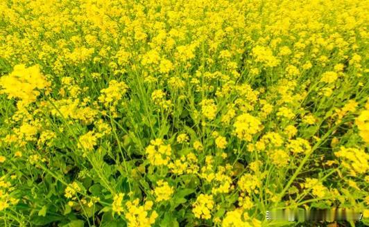 油菜花为啥不用打农药？种过地的农民都知道，油菜是最早开花的一茬农作物，它比杏、