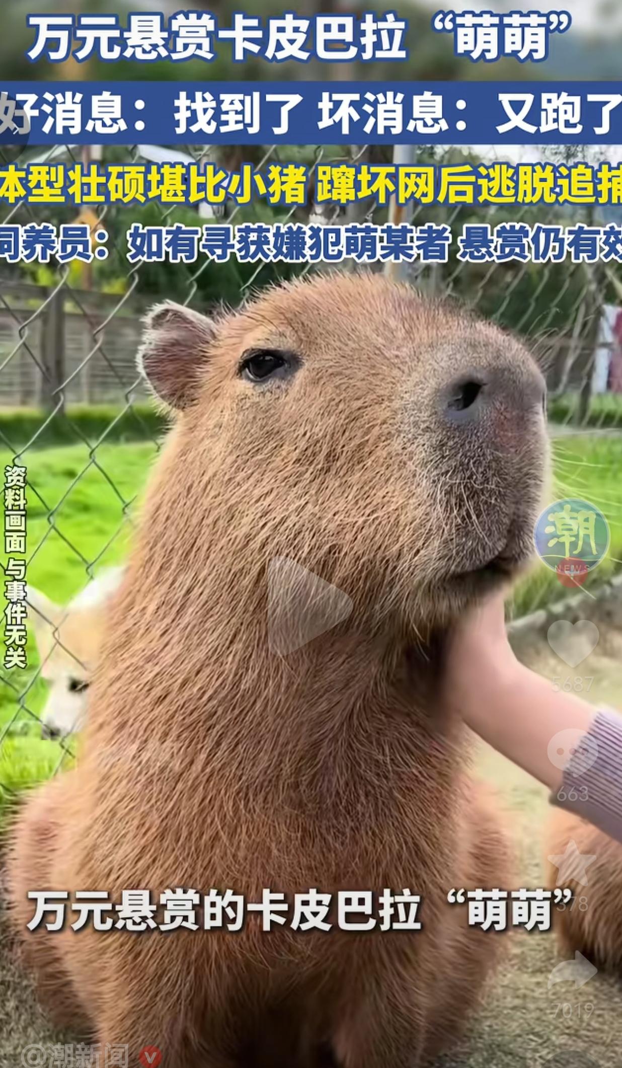 笑不活了！我活这么大，第一次见把动物园耍得团团转的卡皮巴拉！无锡太湖植物园这只叫