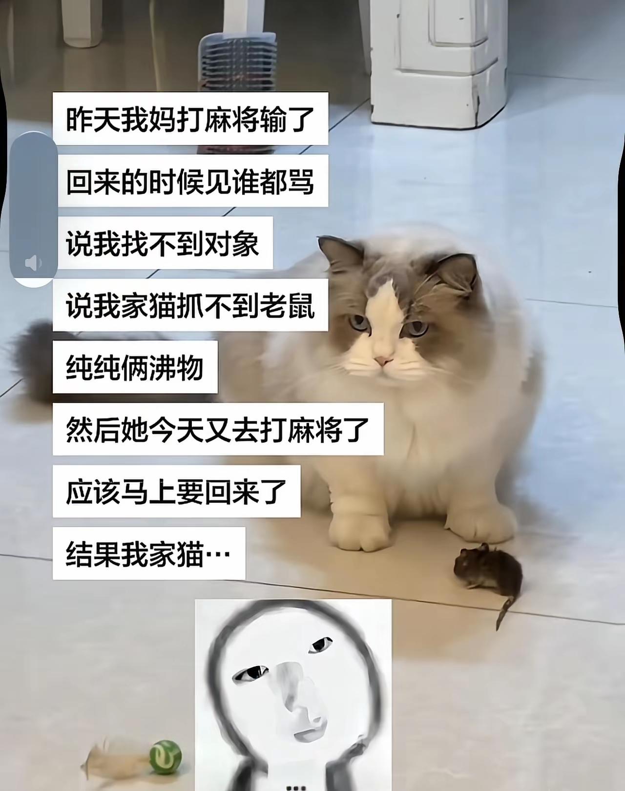 真为你难你着急呢说咋办哟猫都逼你懂事[捂脸哭]