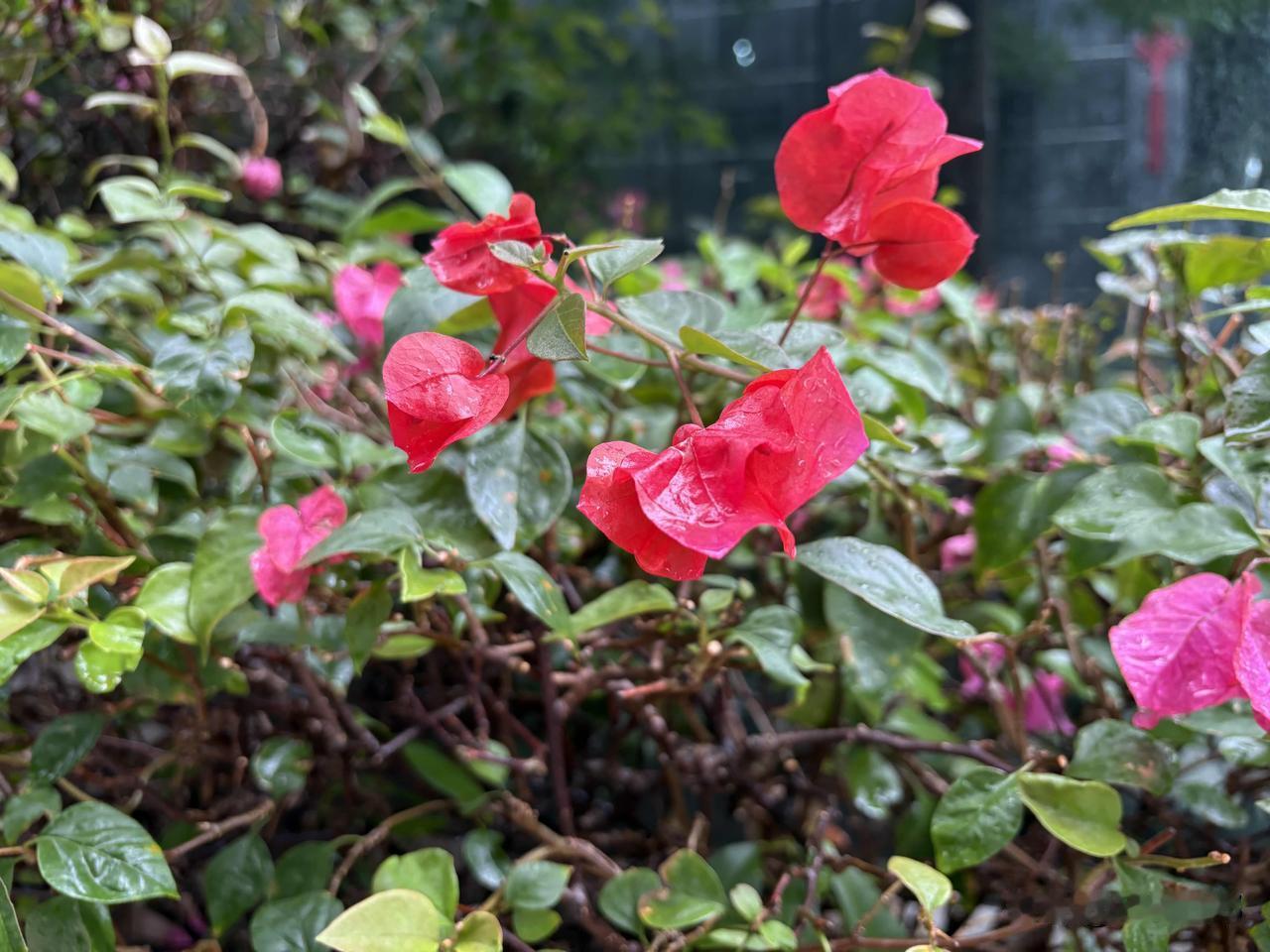 11、叶子花/空山新雨后天气晚来秋/简单粗暴，就是叶子花