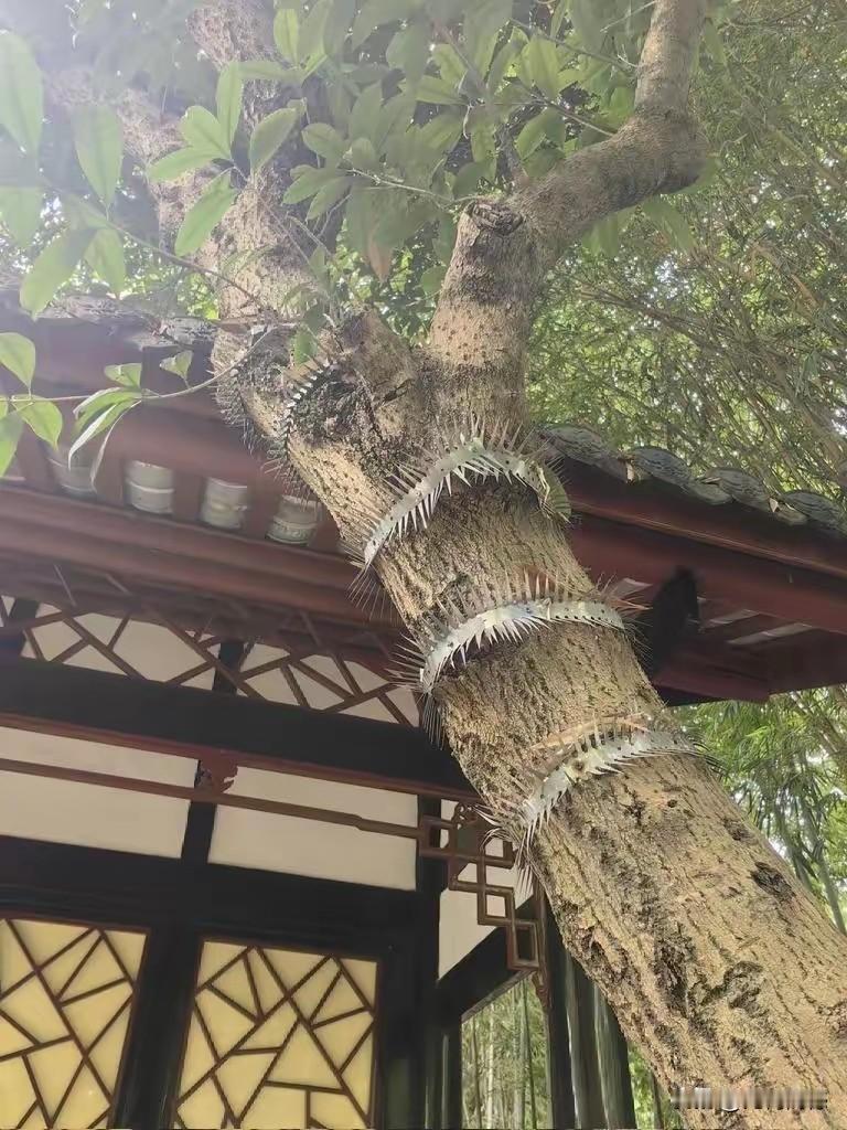 这棵树安装这样的设施，有些人不知道这是为什么，实际上道理非常简单，就是防止有些东