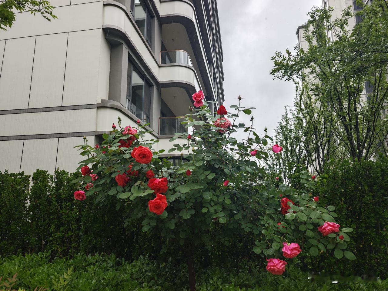 西安高新三期中海再拿一块地经过62轮竞价，最终由中海地产以总价172150万元