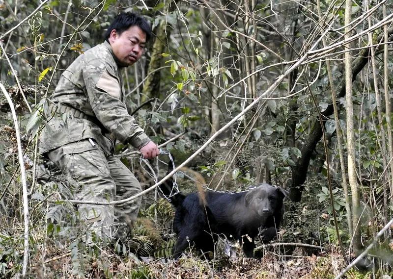 11月8日，湖南张家界七星山荒野求生赛第31天，“齐心兄弟”可太牛了。他们抓到节