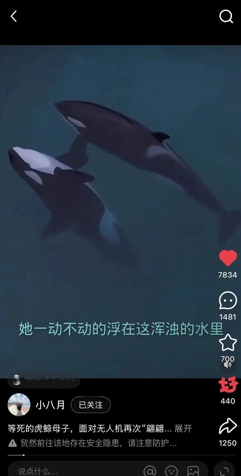 身为人类很多时候真的感到很抱歉也很无力法国安提布海洋世界有一对虎鲸母子，因为公